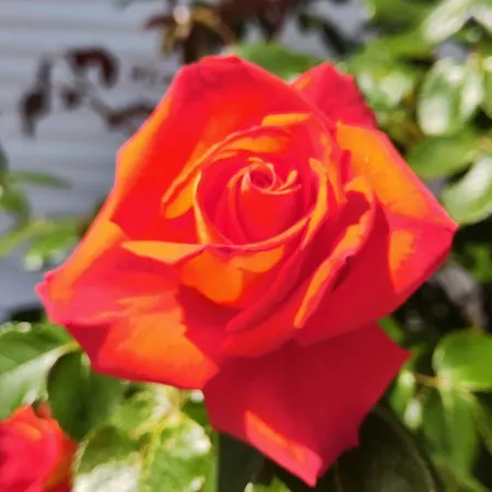 Apartment Havasi Ueduelohaz *